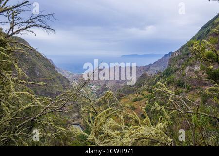 Il Lichen sugli alberi e vista sulla montagna a La Gomera, isole Canarie Foto Stock