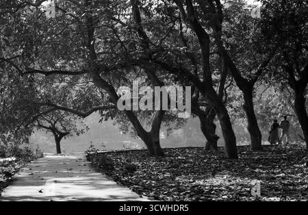 Fotografia in bianco e nero di un tranquillo sentiero del parco fiancheggiato da alti alberi con rami curvi e foglie sparse e due persone che si allontanano Foto Stock