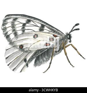 Farfalla bianca, vista laterale, illustrazione ad acquerello isolata su sfondo trasparente Foto Stock