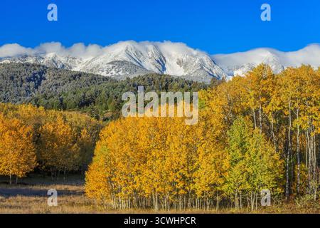 aspen, di colore autunnale, sotto le vette innevate della catena bridger, vicino a wilsall, montana Foto Stock
