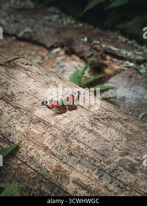 Una colorata farfalla europea di pavone (Aglais io) poggia sulla superficie ruvida di un tronco d'albero caduto nella foresta. I toni terrosi e il delicato wi-fi Foto Stock