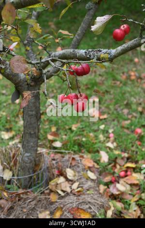Il granchio le mele in autunno Foto Stock