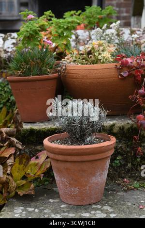 Esposizione di impianti rocciosi Foto Stock