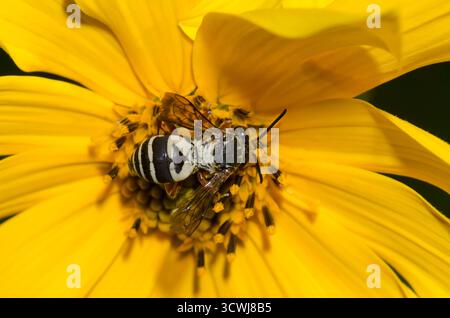 Cuckoo Bee, tribù Epeolini, foraggio su Gerusalemme Carciofo, Helianthus tuberosus Foto Stock
