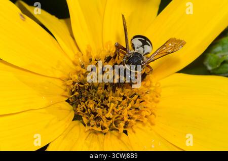 Cuckoo Bee, tribù Epeolini, foraggio su Gerusalemme Carciofo, Helianthus tuberosus Foto Stock