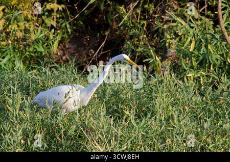 Airone bianco maggiore, Ardea alba Foto Stock