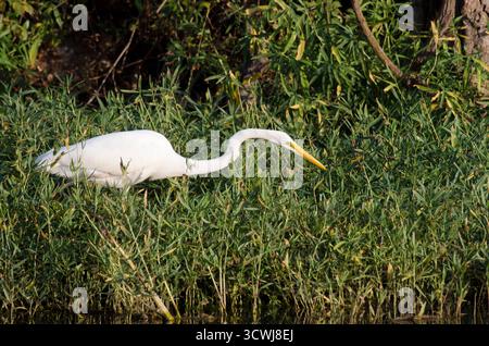 Airone bianco maggiore, Ardea alba Foto Stock
