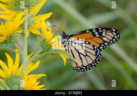 Monarca, Danaus plexippus, che si estende sul girasole Massimiliano, Helianthus maximiliani Foto Stock