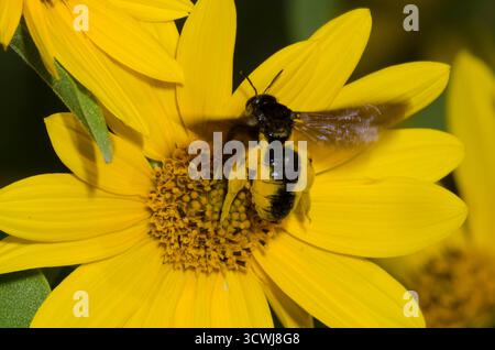 Gaint Sweat Bee, Dieunomia heteropoda, donna che prende il volo dopo aver forgiato il girasole Maximilian, Helianthus maximiliani Foto Stock