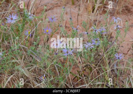 Aster aromatico, Symphyotrichum oblongifolium Foto Stock