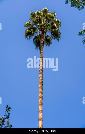 Palme alte che raggiungono il cielo azzurro in un giorno di sole brillante Foto Stock