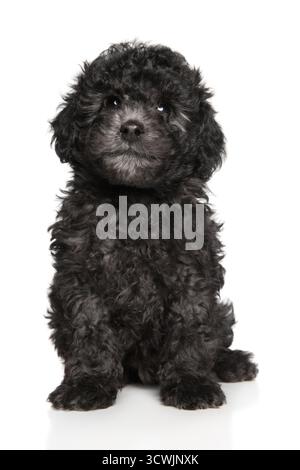 L'affascinante cucciolo grigio di papavero si appoggia su uno sfondo bianco. Foto Stock