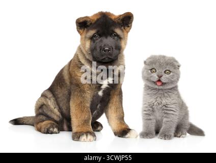 Un adorabile cucciolo americano Akita e un gattino scozzese si siedono insieme su uno sfondo bianco per il loro ritratto Foto Stock