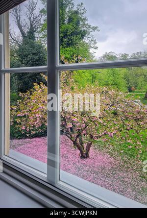 Una vista dalla finestra di un albero di sakura fiorito in primavera. Il fiore di ciliegio rosa crea un tappeto spesso e rosato sull'erba verde fresca Foto Stock