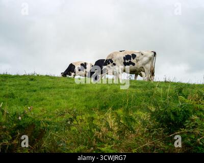 Tre vacche da latte bianche e nere pascolano pacificamente su una collina verdeggiante nella rurale West Cork. Il cielo è coperto, fornendo una luce soffusa sulla landsca Foto Stock