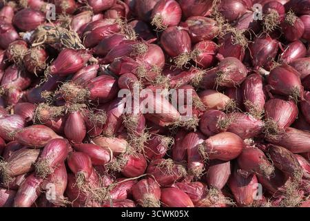 Cipolle rosse calabresi fresche di Tropea con radici, prodotti tradizionali italiani, primo piano di verdure biologiche Foto Stock