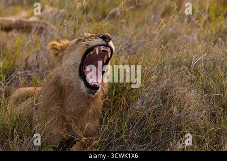 Un leone sbadiglia nel Parco Nazionale del Serengeti, Tanzania. Il grande gatto sta riposando nell'erba alta. Foto Stock