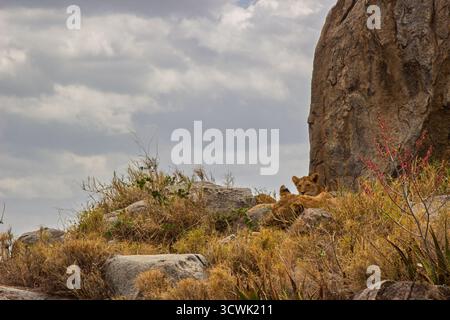 I cuccioli di leone riposano sulle rocce nel Parco Nazionale del Serengeti, Tanzania. Riposano all'ombra di una grande roccia. Foto Stock