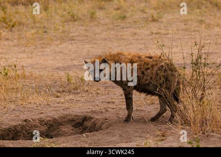 Una iena maculata indaga su un buco nel Parco Nazionale del Serengeti, Tanzania, forse alla ricerca di prede. Foto Stock