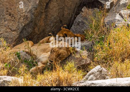 Due leonesse riposano sulle rocce nel Parco Nazionale del Serengeti, Tanzania. Probabilmente riposano per risparmiare energia durante il caldo della giornata. Foto Stock