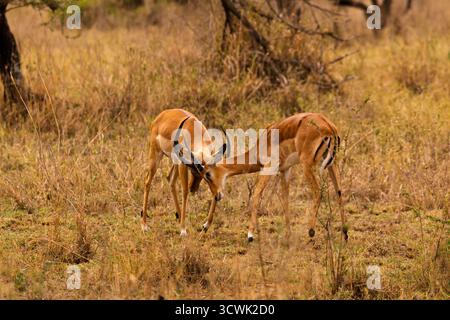 Due corna di blocco Impala maschi in una disputa territoriale nel Serengeti National Park, Tanzania. Foto Stock