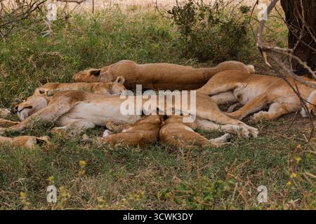 Un orgoglio di leoni riposa all'ombra nel Parco Nazionale del Serengeti in Tanzania, conservando energia durante il caldo della giornata. Foto Stock
