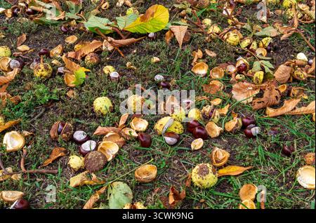 Castagne a cavallo autunnali e foglie cadute sparse per terra in un parco naturale Foto Stock