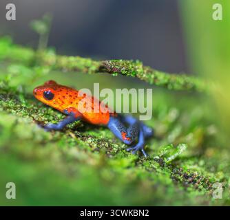 Frana di jeans blu (Dendroates pumilio) ramoscello di arrampicata, Costa Rica, America Centrale Foto Stock