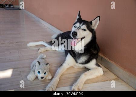 Un adorabile Husky siberiano con gli occhi blu sbalorditivi si trova felicemente sul pavimento accanto al suo peluche preferito, un cucciolo di lupo in miniatura. Un ritratto di una bea Foto Stock