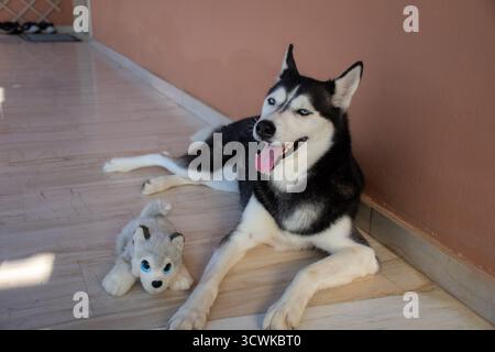 Un adorabile Husky siberiano con gli occhi blu sbalorditivi si trova felicemente sul pavimento accanto al suo peluche preferito, un cucciolo di lupo in miniatura. Un ritratto di una bea Foto Stock