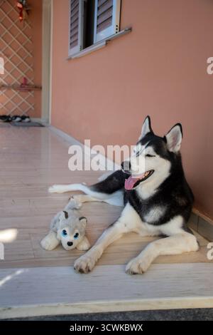 Un bellissimo Husky siberiano con gli occhi azzurri si rilassa su un portico piastrellato con il suo peluche preferito. Un ritratto verticale di un contente felice Foto Stock