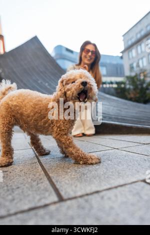 Grazioso Poodle Dog che mangia per terra su Una strada cittadina mentre il proprietario sorride e ama. Urban Lifestyle e PET Walking Moment catturati con fondali bassi Foto Stock