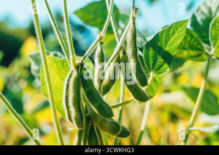 Primo piano di baccelli di soia verdi che crescono sul campo, simboleggiano l'agricoltura, la nutrizione e l'agricoltura sostenibile. Messa a fuoco selettiva. Foto Stock