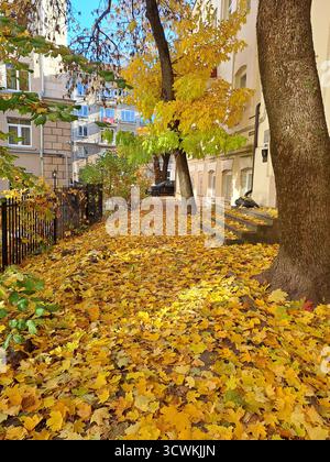 Autunno - foglie gialle cadute dagli aceri della città. Girato con una fotocamera del telefono. Foto Stock