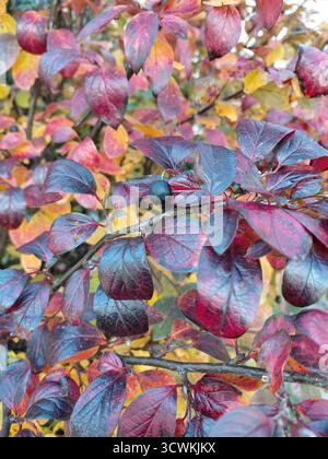 Autunno: Foglie viola e rosse e le ultime bacche su un cotoneaster luccicante. Girato con una fotocamera del telefono Foto Stock