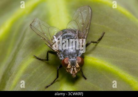 Foto macro di una casa vola su una foglia verde con ali dettagliate e occhi rossi Foto Stock