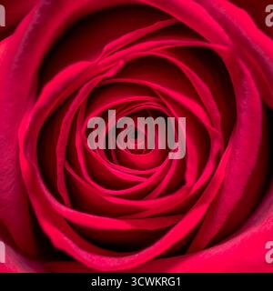 Primo piano in fiore di rosa rossa con delicati petali rosa che formano una rosetta a spirale, bellezza romantica Foto Stock