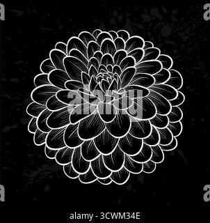 fiore dahlia bianco e nero isolato Illustrazione Vettoriale