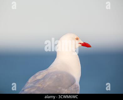 Gabbiano d'argento adulto (*Chroicocephalus novaehollandiae*) su un profilo laterale su sfondo bianco e blu sfocato, possibilmente raffigurante cielo e mare. Foto Stock