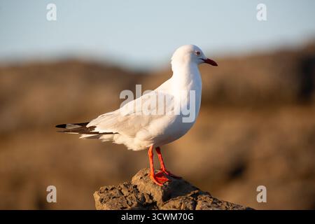 Gabbiano argentato australiano (*Chroicocephalus novaehollandiae*) in piedi su una roccia. L'uccello presenta un corpo bianco e un becco rosso. Foto Stock