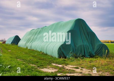 Grandi pali di fieno ricoperti da teloni verdi nel campo agricolo, deposito di insilati agricoli nel paesaggio rurale Foto Stock