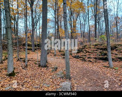 Toronto, ON, Canada - 25 ottobre 2024: Le foglie cadute coprono il fondo della foresta lungo il sentiero del lago Crawford durante il picco del fogliame autunnale nella conservatio Foto Stock
