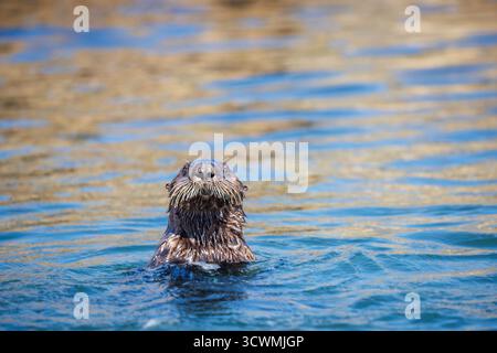 Una giovane lontra di mare, Enhydra Ultras, che si solleva dall'acqua per una migliore vista nel porto di Morro Bay, California USA. Foto Stock