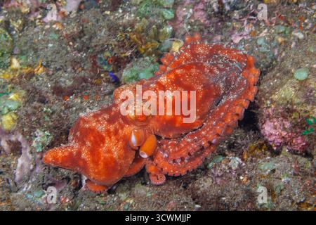 Un polpo stellato di notte, Octopus luteus, mostra i suoi motivi chiazzati su una barriera corallina al largo di Tulamben, Bali, Indonesia. Con il suo marrone strisciato, oro e wh Foto Stock