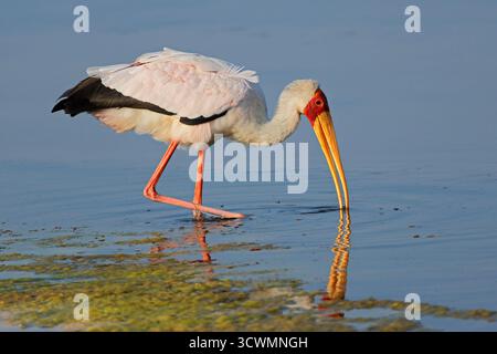 Una cicogna dal becco giallo (Mycteria ibis) in acqua poco profonda, Parco Nazionale di Kruger, Sudafrica Foto Stock