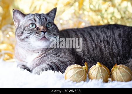 Gatto a righe con decorazioni natalizie e sfondo oro Foto Stock