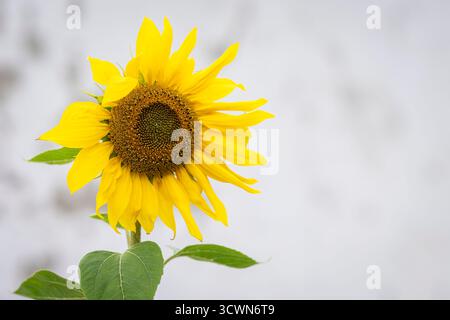 Girasole vicino alla parete intonacata. Un girasole di fronte a un muro bianco. Copia spazio. Foto Stock