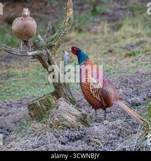 Comune fagiano dalla testa blu, nel bosco di Paul Fowlies la fotografia si nasconde a Hawes, Yorkshire, Inghilterra, Gran Bretagna, Regno Unito. Foto Stock