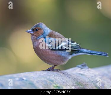Un Chaffinch eurasiatico (Fringilla coelebs) arroccato su un tronco di Paul Fowlies si nasconde nella fotografia di Hawes, Yorkshire, Inghilterra, Gran Bretagna, Regno Unito. Foto Stock