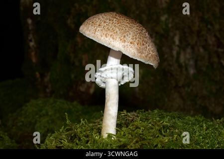 L'Agaricus impudicus (funghi di legno tufato) si trova nella foresta decidua o di conifere. È presente in Europa e nuova Zelanda. Foto Stock